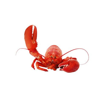Shellfish